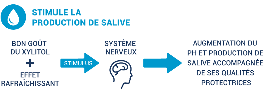 illustration showing how xylitol helps saliva production