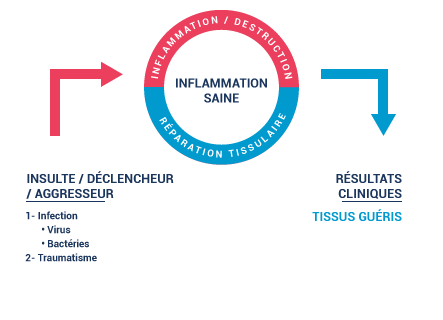 healthy inflammation graphic showing tissue repair and no new inflammation